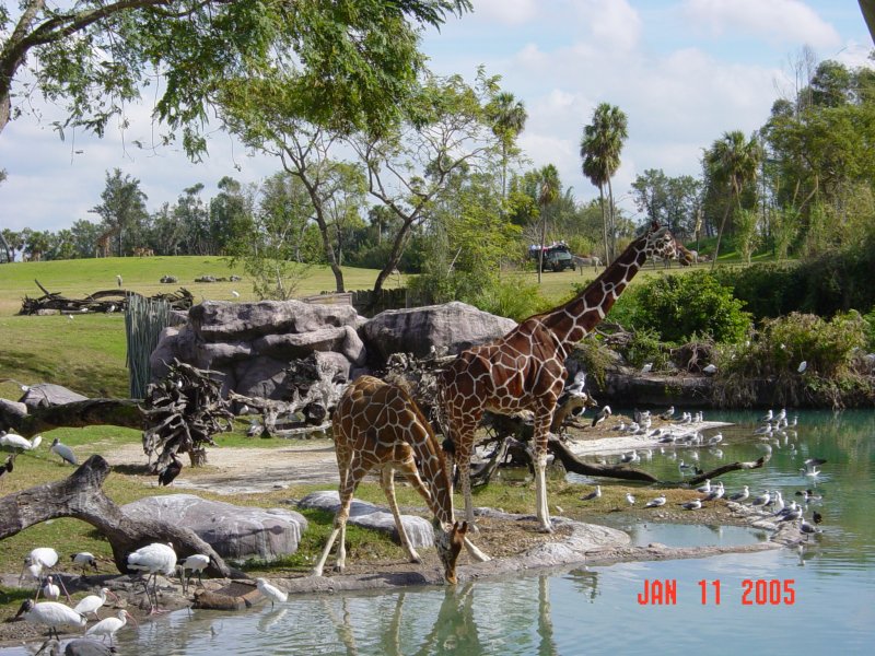 Busch Gardens, Florida.