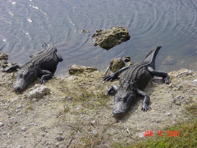Crocodiles, Florida.