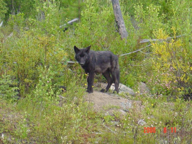 Wolf Pup south of Vanderhoof.